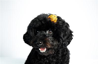 《女神异闻录3：Reload》宣布还将登陆PS和Steam